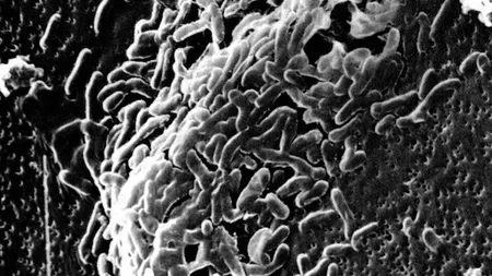 Microbi descoperiţi în cel mai adânc loc de pe Pământ, în Groapa Marianelor