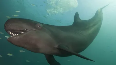 Hilar: Momentul în care o balenă îi zâmbeşte cu dinţii până la urechi unui scafandru GALERIE FOTO