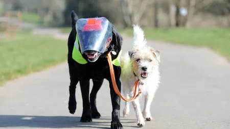 Un terrier a luat în grijă un câine orb: Îl plimbă peste tot şi îl fereşte de rele FOTO