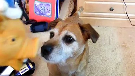 Reacţia ciudată a unui câine faţă de un porc de jucărie VIDEO