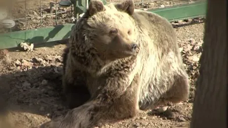 Un urs scos la pensie a fost dus la rezervaţia de la Zărneşti VIDEO