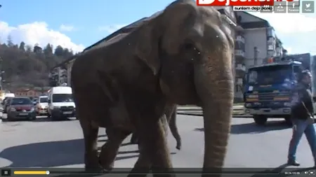 Doi elefanţi, pe străzile din Dej VIDEO