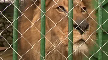 Leii lui Nuţu Cămătaru au dublat încasările Grădinii Zoologice din Bucov VIDEO