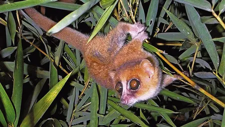 Noi specii de lemuri descoperite în Madagascar: Animalele au mai puţin de 100 de grame