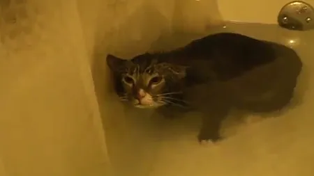 O pisică subacvatică: Primul mieunat...de sub apă VIDEO
