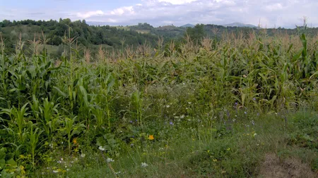 Culmea agriculturii. România, prima la suprafaţa cultivată de porumb în UE, dar a treia la producţie