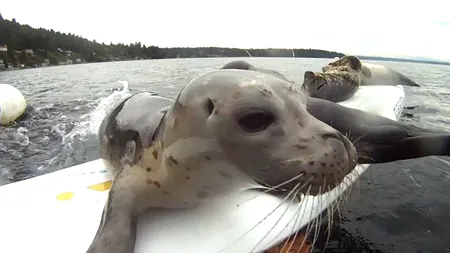 Cum se distrează puii de focă pe o placă de wind surf VIDEO