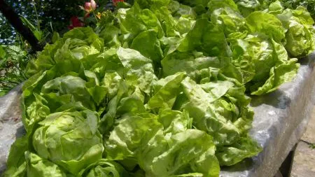 De ce salata verde ne face mult mai mult rău decât carnea