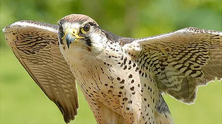 Păsări sălbatice protejate şi căprioare, deţinute ilegal de doi români. Animalele vor fi relocate