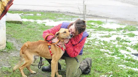 Ziua internaţională a animalelor fără stăpân, sărbătorită pe 4 aprilie. Ce evenimente sunt în ţară