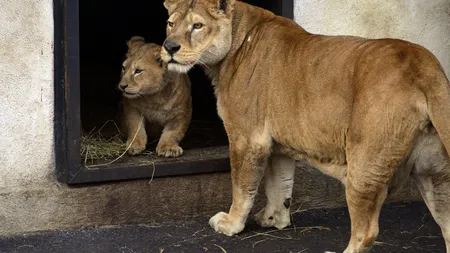 Bucurie pentru felinele de la Zoo Oneşti: Patru lei şi doi tigri, transferaţi în Africa de Sud FOTO