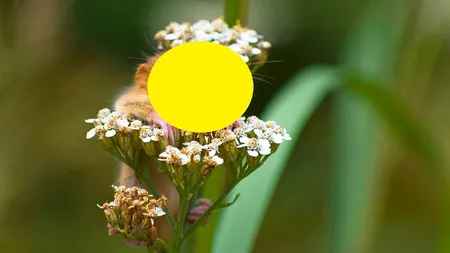 FOTOGRAFIA care îţi va face ziua mai bună: Momentul în care un PÂRŞ strănută pe o FLOARE