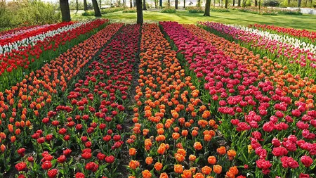 Cea mai mare grădină din lume: Are peste 7 milioane de flori FOTO