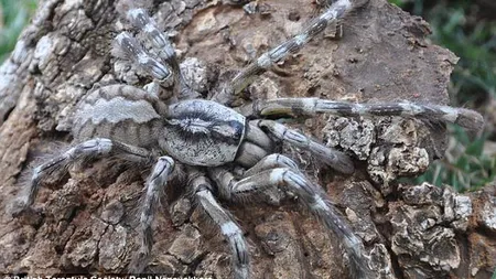 Descoperire...de groază: O nouă specie de tarantule gigantice, găsită în Sri Lanka FOTO