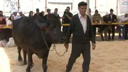 Cea mai frumoasă bivoliţă a fost aleasă la un târg de animale din Cluj VIDEO