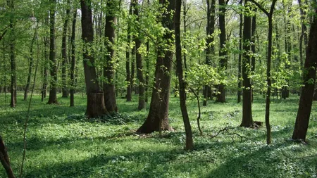 Un tânăr a fost împuşcat de un braconier, pe un fond de vânătoare din Bihor