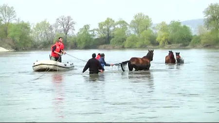 Operaţiune spectaculoasă de salvare a unor cai blocaţi în râul Mureş VIDEO