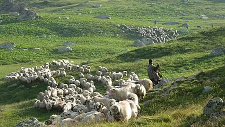 Doi escroci au păcălit mai mulţi ciobani cu un cântar cu telecomandă