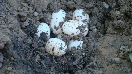 Ouăle de broască ţestoasă duc POFTA DE SEX la cote maxime. Vezi cele mai bizare AFRODIZIACE din lume