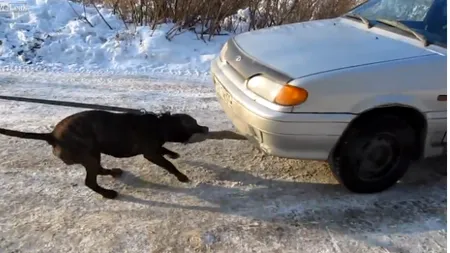 Cât de puternic este un pitbull? Suficient cât să tragă o maşină VIDEO