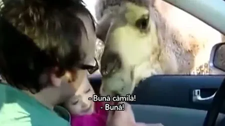 La un pas de tragedie la ZOO: O cămila încearcă să mănânce o fetiţă