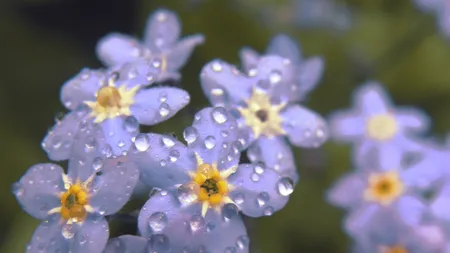 Vremea se răceşte uşor după Paşte şi îşi fac apariţia ploile. PROGNOZA METEO PE DOUĂ SĂPTĂMÂNI