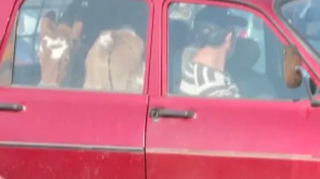 INCREDIBIL: Şi-au plimbat vacile pe bancheta din spate a Daciei VIDEO