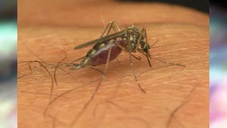 Atenţionare de călătorie Paraguay: epidemie de febră dengue