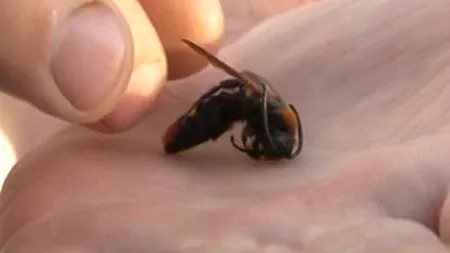Craiovenii sunt terorizaţi de viespi asiatice periculoase. Poliţia animalelor a intervenit VIDEO