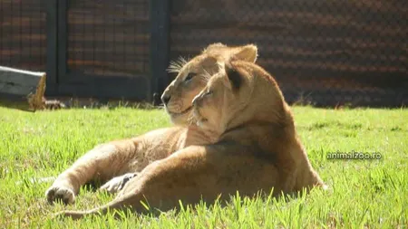 Leii de la Zoo Oneşti au ajuns în Africa şi se bucură de natură VIDEO