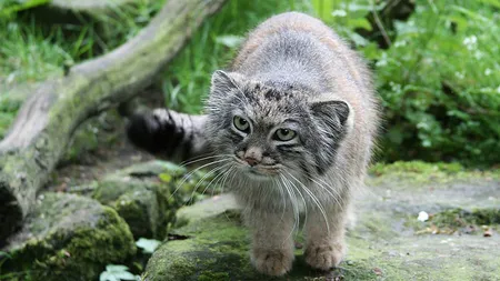 Ziua Biodiversităţii, sărbătorită miercuri în întreaga lume