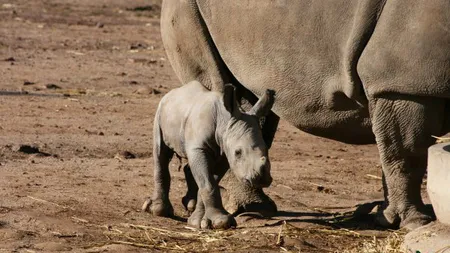 Un pui de rinocer alb s-a născut la o grădină zoologică din Australia VIDEO