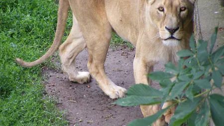 O familie de lei din România, mutată într-un sanctuar pentru animale din Africa de Sud