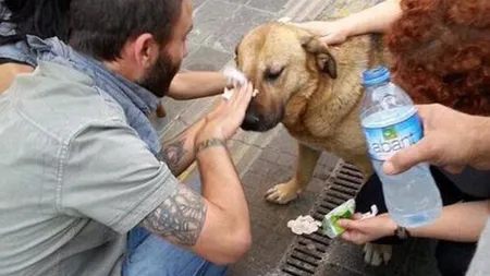 Imagini cumplite din protestele din Turcia: Poliţiştii gazează până şi câinii FOTO