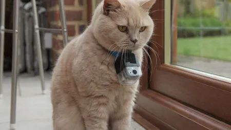 Viaţa secretă a pisicilor: Ce pozne fac felinele pe la spatele stăpânilor VIDEO