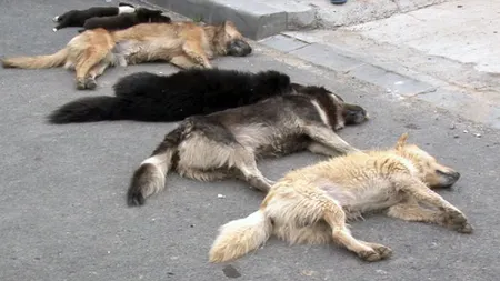 Câini otrăviţi cu Furadan la Ploieşti. Oamenii au ieşit în stradă: 