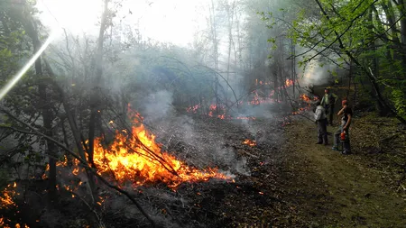 Suceava: Incendiu de pădure în zona Poiana Stampei, într-un ocol silvic privat