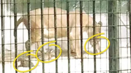 Administratorul şi tehnicianul de la Zoo, care nu au anunţat că leoaica a născut, demişi