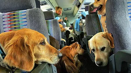 Veşti bune: Veţi putea călători cu un animal de companie în UE mult mai uşor