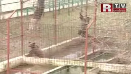 Urşii lui Nuţu Cămătaru au ajuns piele şi os, la Grădina Zoologică din Bucov VIDEO