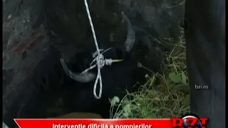 Cum a trăit o vacă TREI SĂPTĂMÂNI fără mâncare, înainte să fie salvată dintr-o FOSĂ SEPTICĂ VIDEO