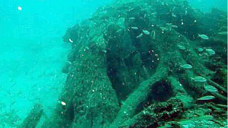 Descoperire incredibilă în Golful Mexic: Cercetătorii au găsit o pădure subacvatică VIDEO