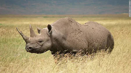 Rinocerul negru din vestul Africii a devenit oficial o specie dispărută