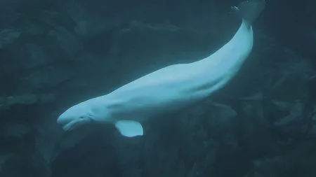 WWF: Rusia riscă să rămână fără balene şi delfini