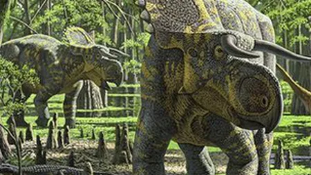 Nasutoceratopsul: O nouă specie de dinozaur, cu nasul mare FOTO
