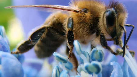 UE interzice un insecticid mortal pentru albine, România a votat împotriva deciziei