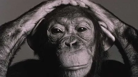 Trecutul genetic al cimpanzeilor este mai ciudat decât al oamenilor