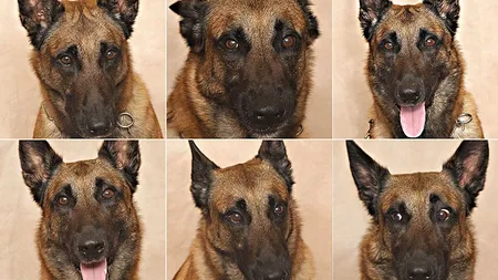 Câinii folosesc o gamă variată de expresii faciale pentru a-şi afişa emoţiile