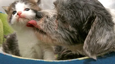 Dragoste necondiţionată: O căţeluşă maidaneză a adoptat un pui de pisică FOTO