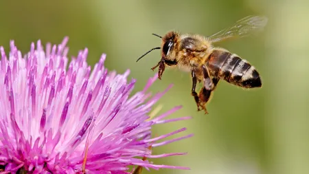Albinele ar putea detecta minele antipersonal